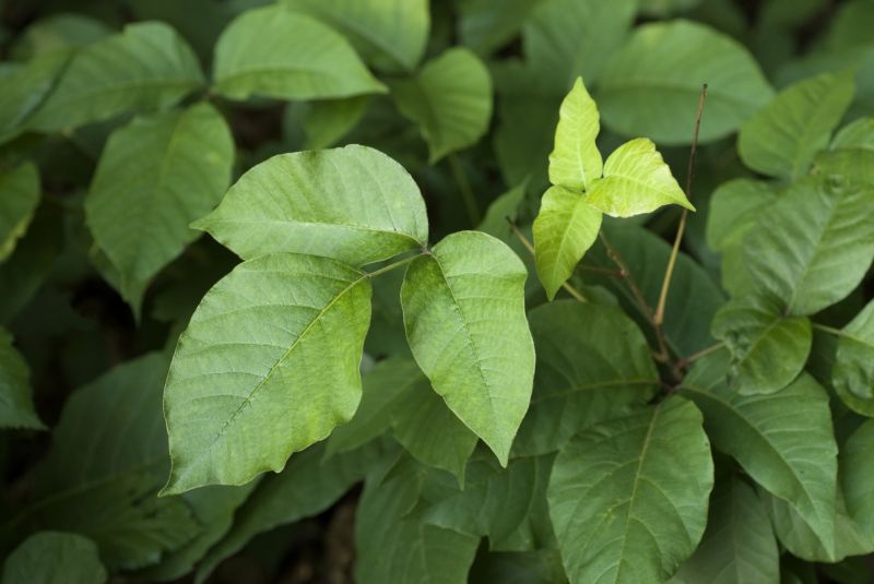 Poison Ivy Removal in Montgomery County, PA